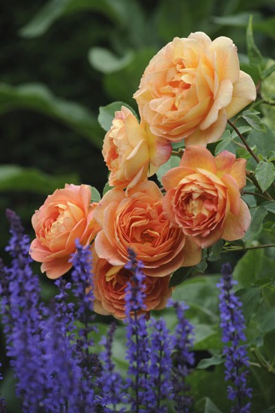 rose Lady of Shalott (shrub) rose Lady of Shalott (shrub)