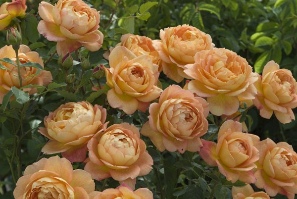 rose Lady of Shalott (shrub) rose Lady of Shalott (shrub)