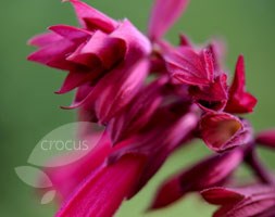 Salvia 'Wendy's Wish' (sage)