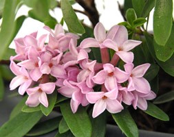 Daphne x transatlantica Spring Pink Eternal Fragrance ('Blapink') (daphne)