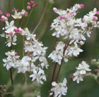 Filipendula vulgaris