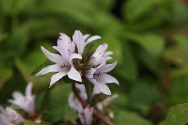 Campanula Emerald