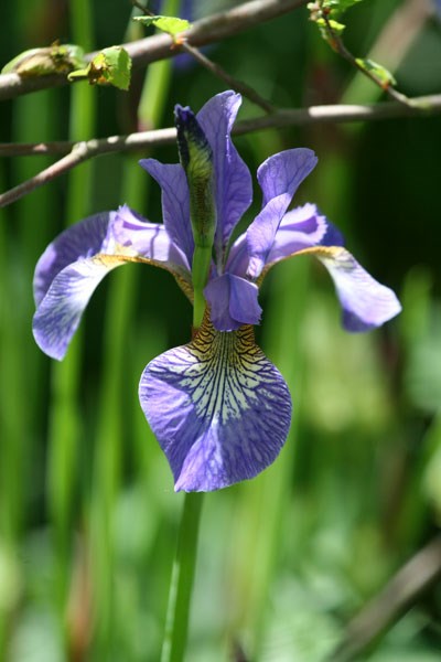 Siberian iris Siberian iris