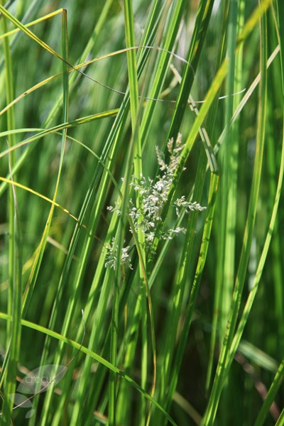 lesser pond sedge lesser pond sedge