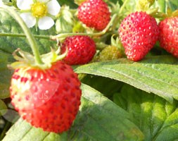 strawberry 'Scarlet Beauty' (alpine strawberry)