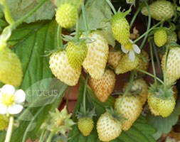 strawberry 'Leo Alba' (alpine strawberry)