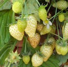 fruit