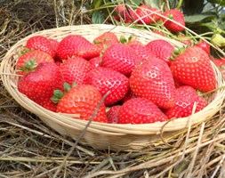 strawberry 'Buddy' (strawberry)