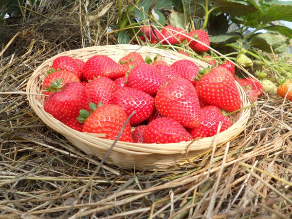 strawberry strawberry