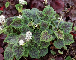 Tiarella 'Appalachian Trail' (trailing foam flower)