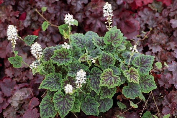 trailing foam flower trailing foam flower