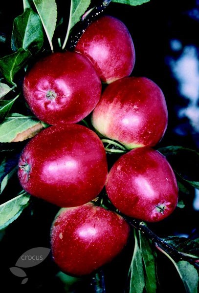apple apple