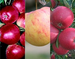 apple 'cox self fertile / James Grieve / Katy' (family apple)