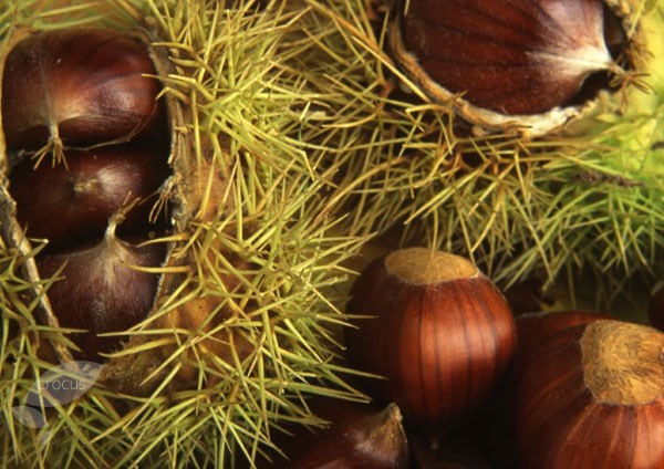 chestnut chestnut