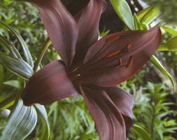 Lilium 'Dimension' (lily)