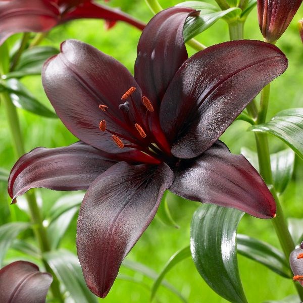 lily lily
