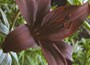 lily
