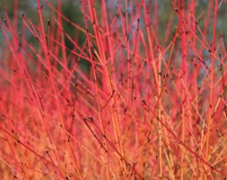 midwinter fire dogwood
