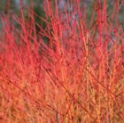 Cornus 'Midwinter Fire'
