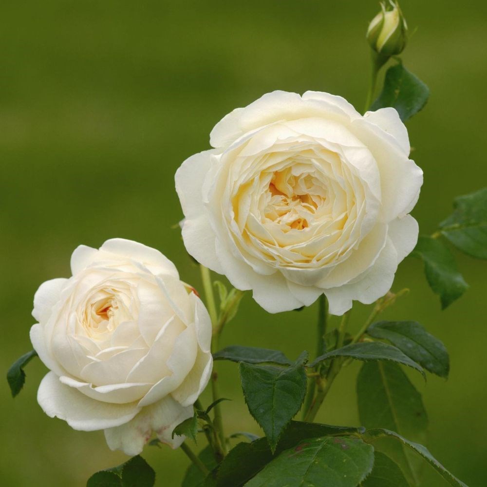 rose Claire Austin (English musk) rose Claire Austin (English musk)