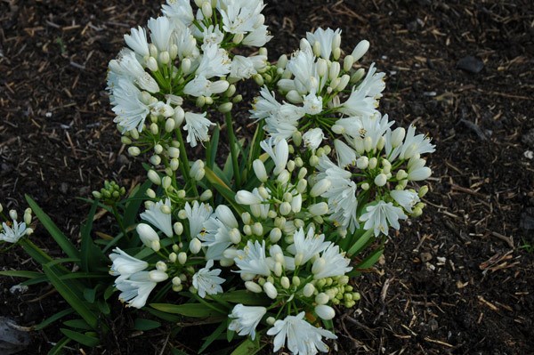 African lily African lily