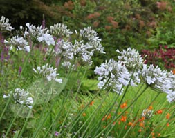 African lily