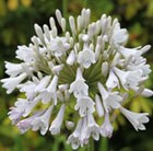 African lily