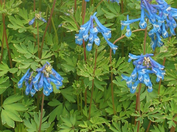 corydalis corydalis