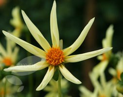 Dahlia 'Honka' (dahlia)