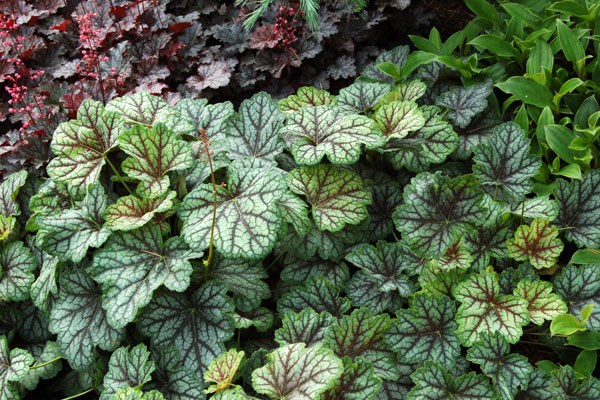 coral bells coral bells