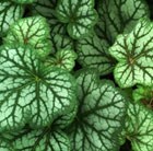 Heuchera Green Spice