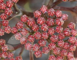 Sedum 'Jose Aubergine' (orpine)