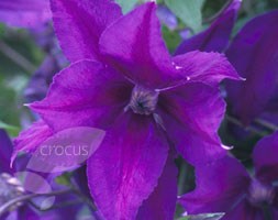 clematis (group 3)