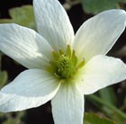 clematis (group 3)