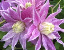 clematis (group 1)
