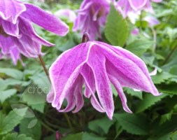 clematis (group 1)