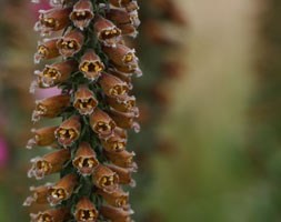 foxglove