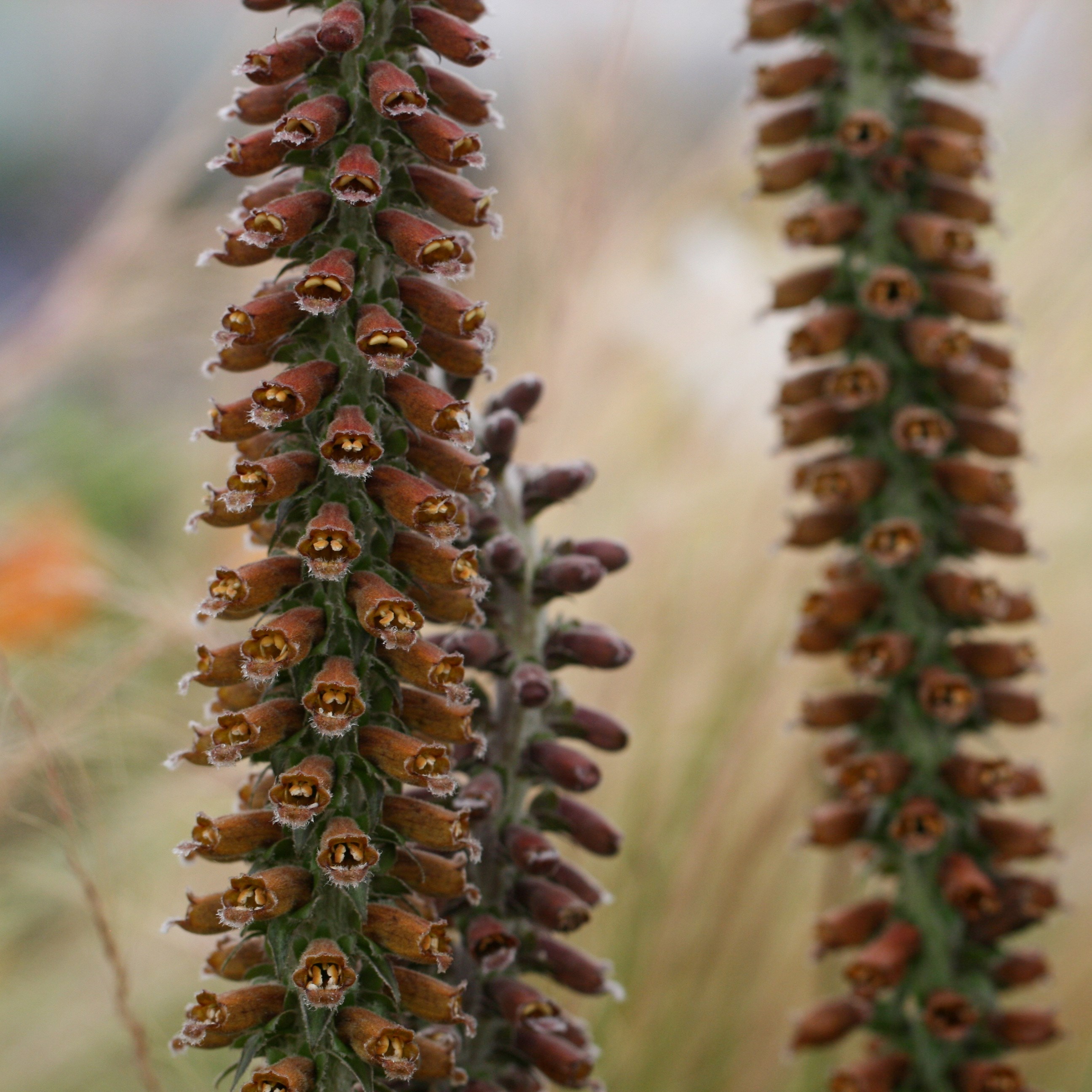 foxglove