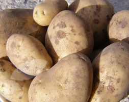 potato - second early, Scottish basic seed potato