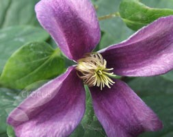 clematis (group 3)