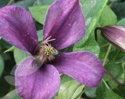 clematis (group 3)