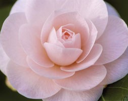 Camellia japonica 'Ave Maria'