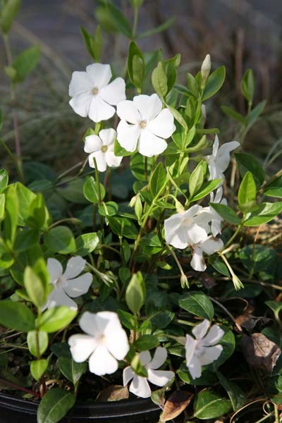 lesser periwinkle lesser periwinkle