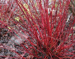 red-barked dogwood