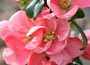 flowering quince
