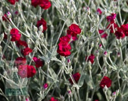 rose campion