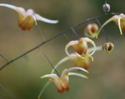 barrenwort
