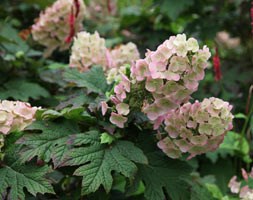 oak-leaved hydrangea