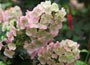 oak-leaved hydrangea