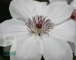 clematis